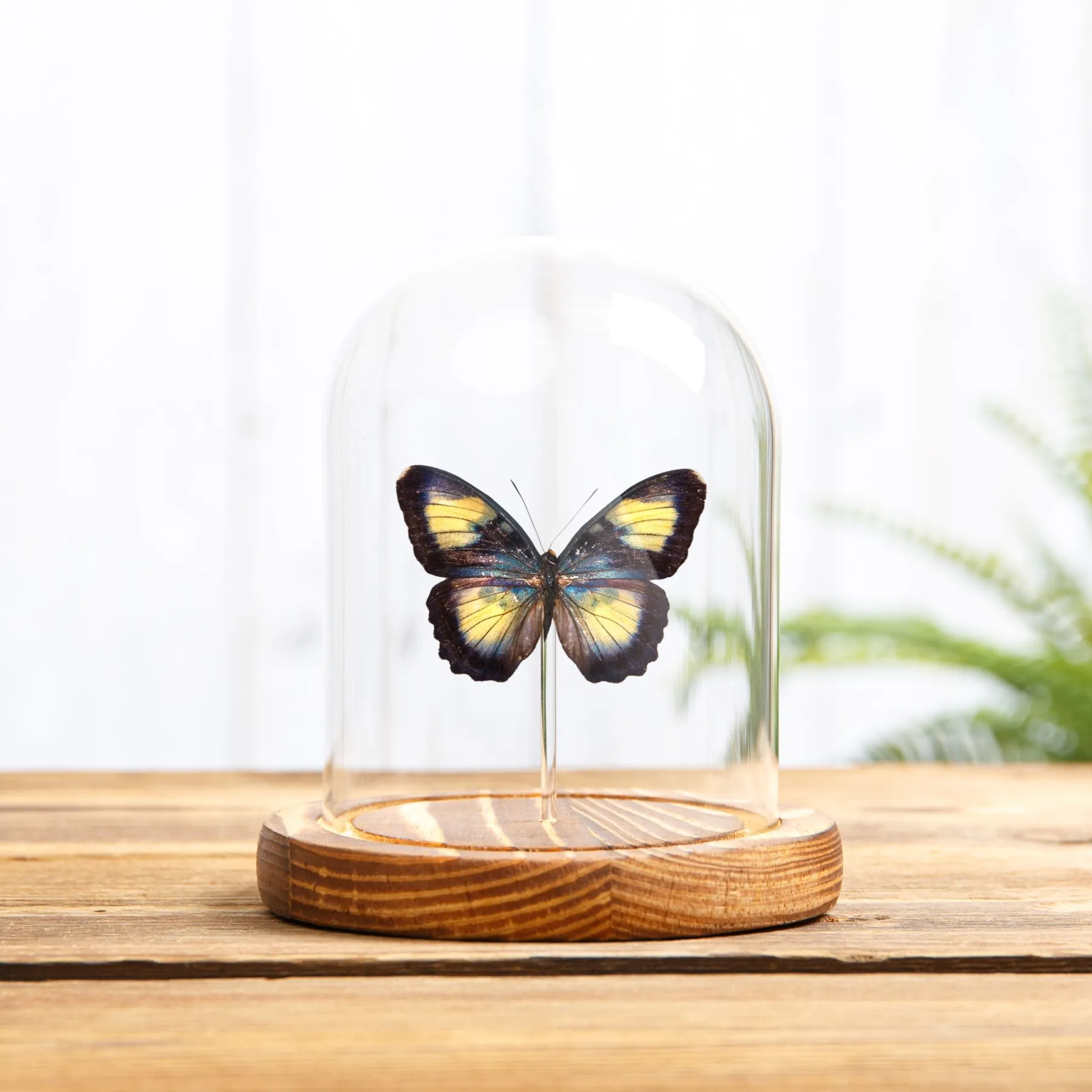 Minibeast Mariposa Forester de Crocker en campana de vidrio con Base de Madera (Euphaedra crockeri)