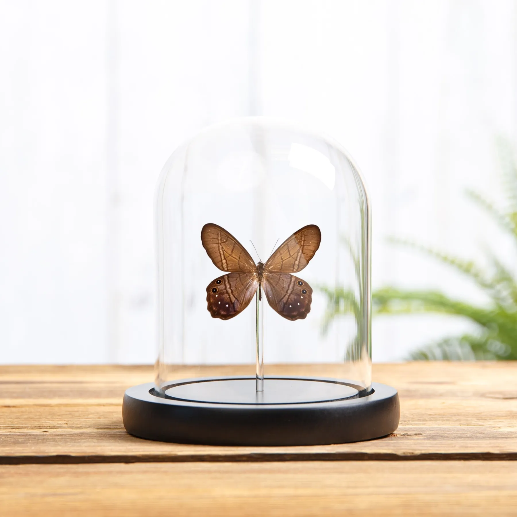 Minibeast Lena Pierella Vlinder in Glazen Stolp met Houten Basis (Pierella lena)