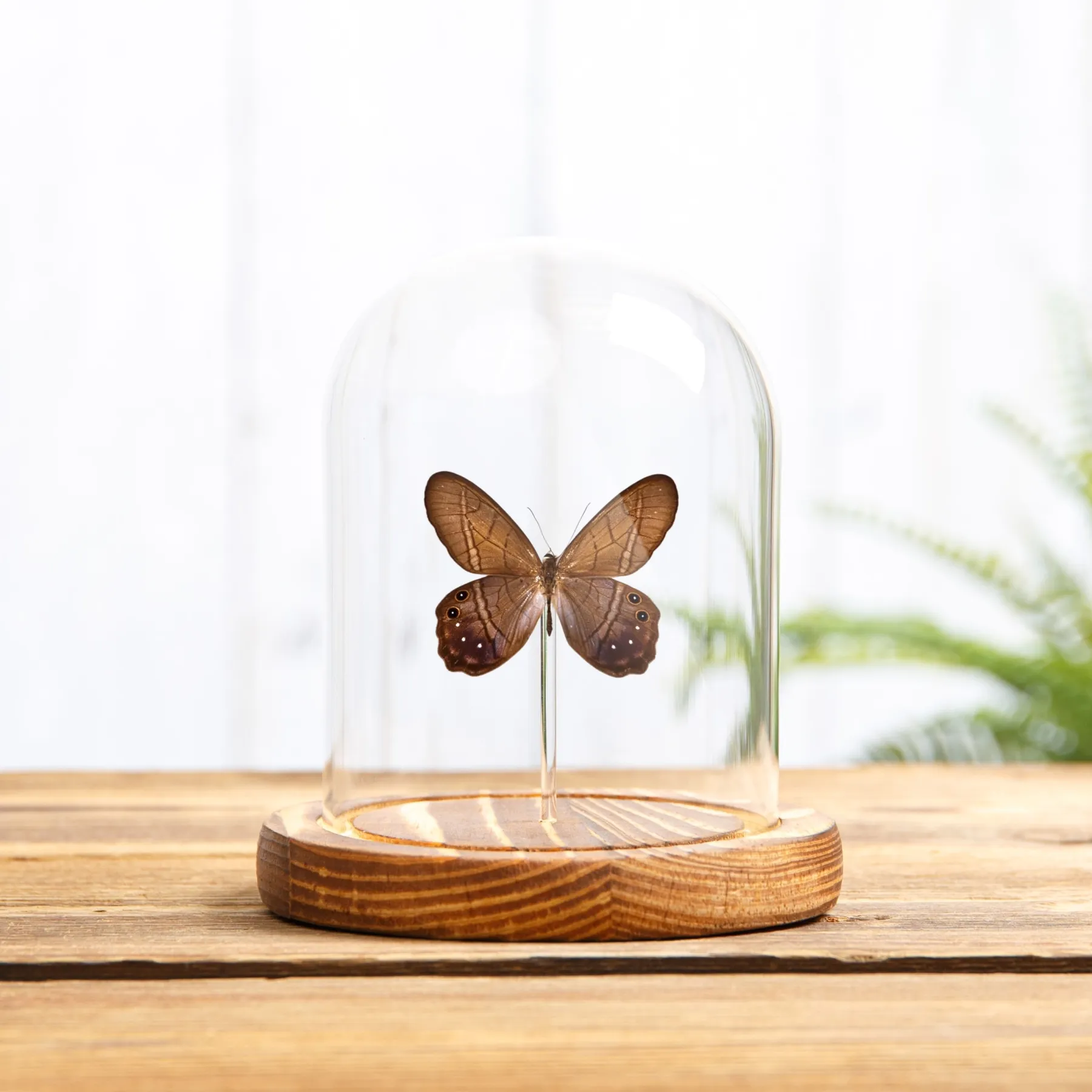 Minibeast Lena Pierella Vlinder in Glazen Stolp met Houten Basis (Pierella lena)
