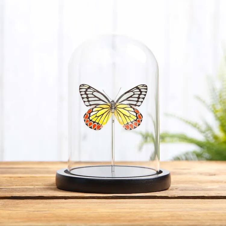 Mariposa Jezabel Pintada en campana de vidrio con Base de Madera (Delias hyparete)