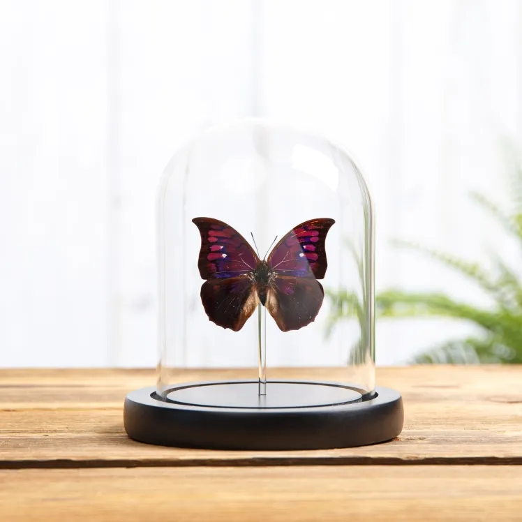 Purple Mimic Butterfly In Glass Dome With Wooden Base (Anaea tyrianthina)