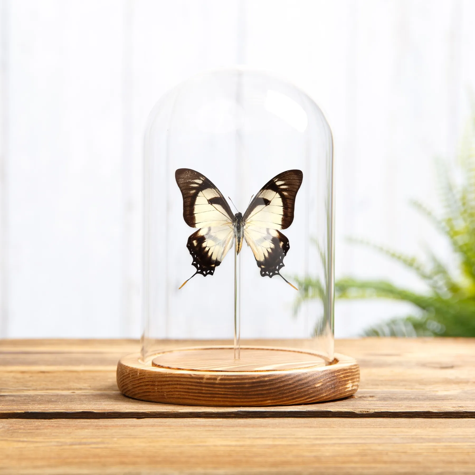 Minibeast Mariposa cometa cola de golondrina Dolicaon en campana de vidrio con base de madera (Eurytides dolicaon)