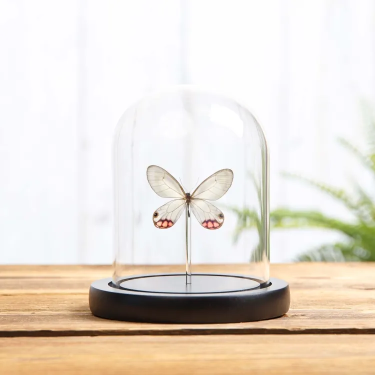 Mariposa Fantasma Pyropina en campana de vidrio con Base de Madera (Cithaerias pyropina)