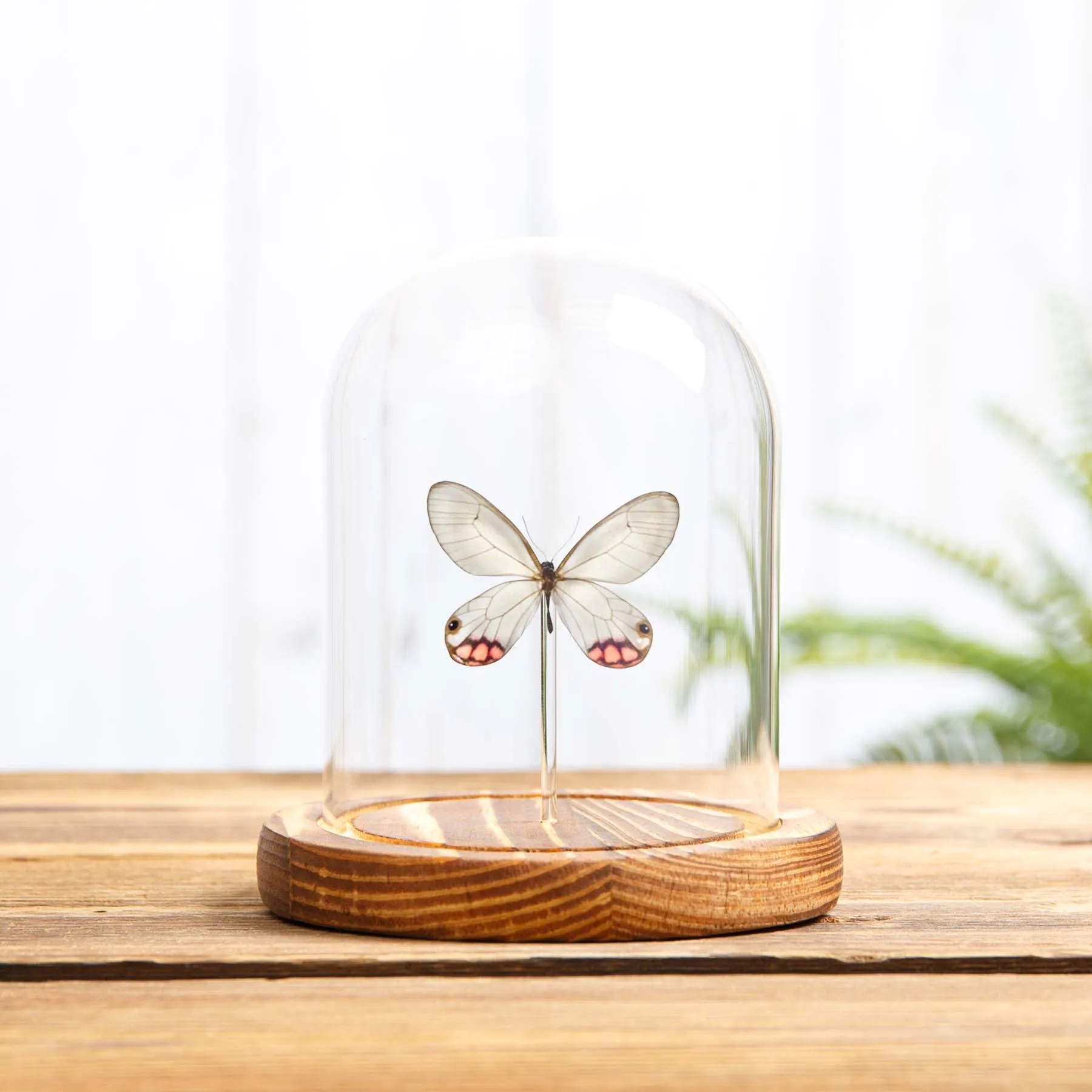 Minibeast Pyropina Phantom-Schmetterling in einer Glasglocke mit Holzsockel (Cithaerias pyropina)