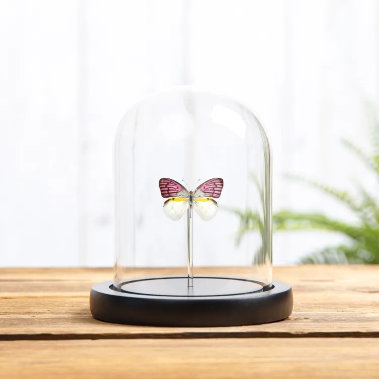 Colotis zoe Papillon sous cloche en verre avec Base en Bois de Madagascar