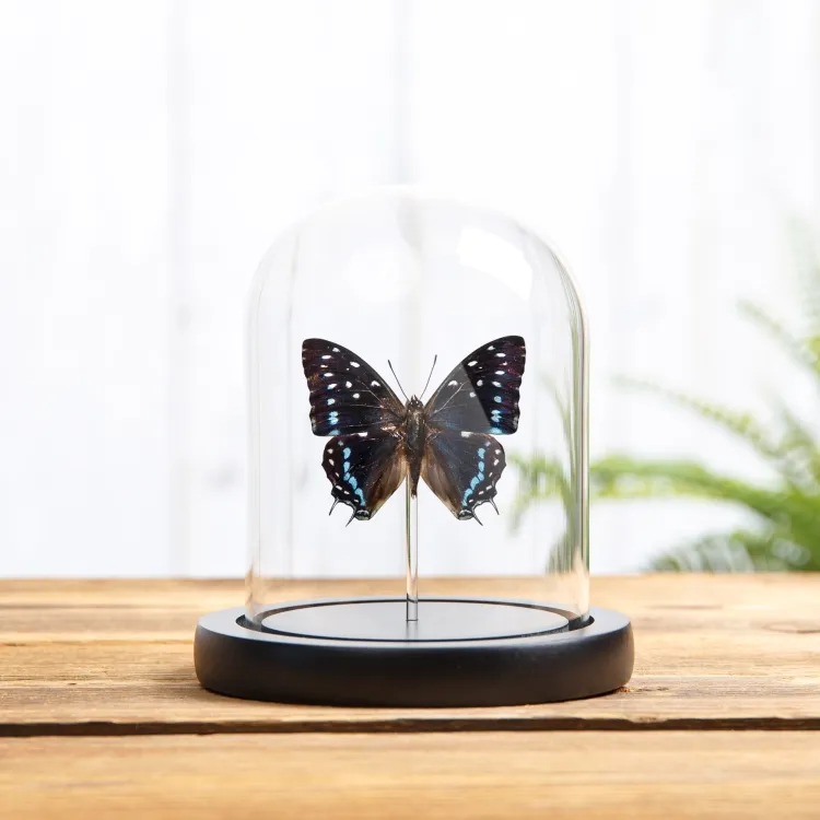 Scarce Forest Emperor Butterfly In Glass Dome With Wooden Base (Charaxes etesipe)