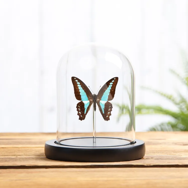 Papillon Triangle Bleu sous cloche en verre avec Base en Bois (Graphium sarpedon)