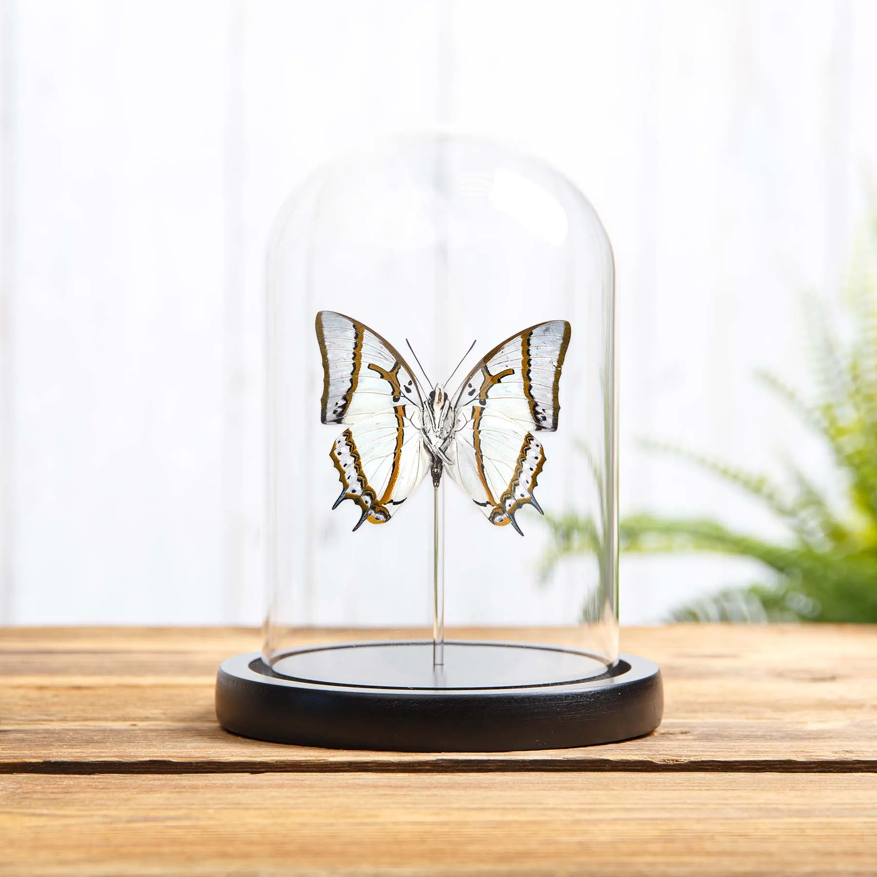 Minibeast Le Grand Nawab Papillon Ventral sous cloche en verre avec Base en Bois (Polyura eudamippus)