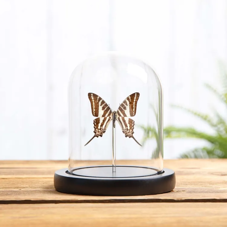 Mariposa Cola de Espada ChaIn en campana de vidrio con Base de Madera (Graphium aristeus)