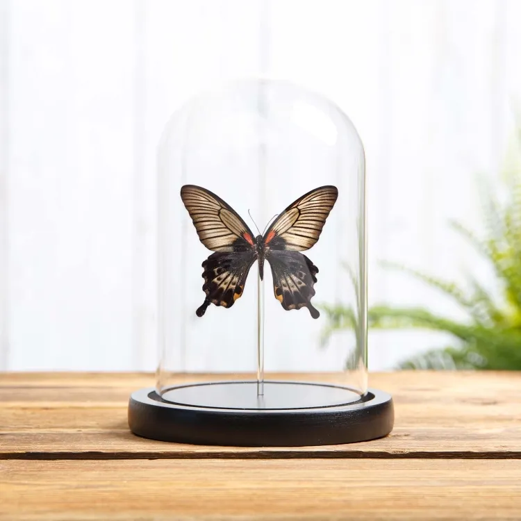 Great Yellow Mormon Butterfly In Glass Dome With Wooden Base (Papilio lowi)