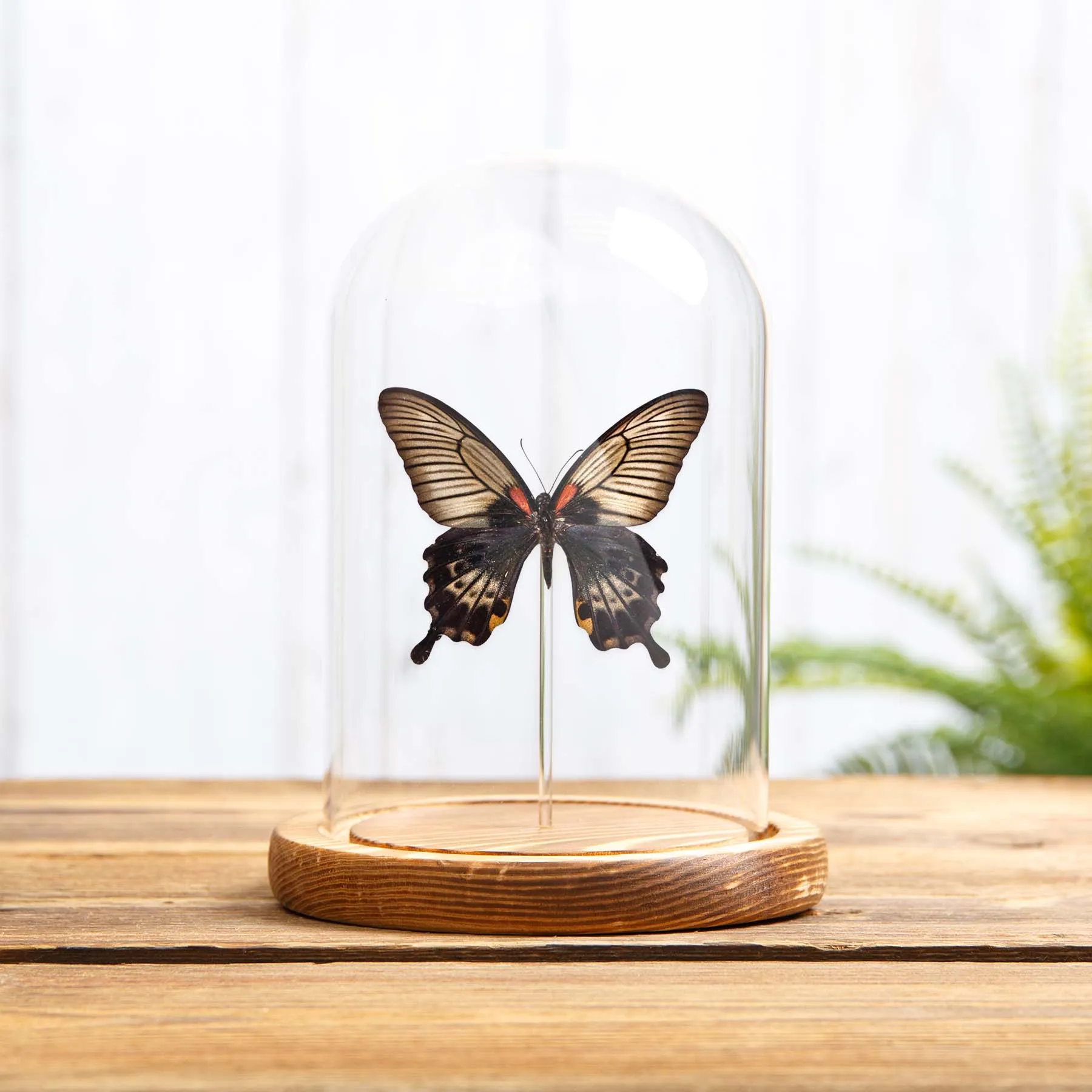 Minibeast Great Yellow Mormon Butterfly In Glass Dome With Wooden Base (Papilio lowi)