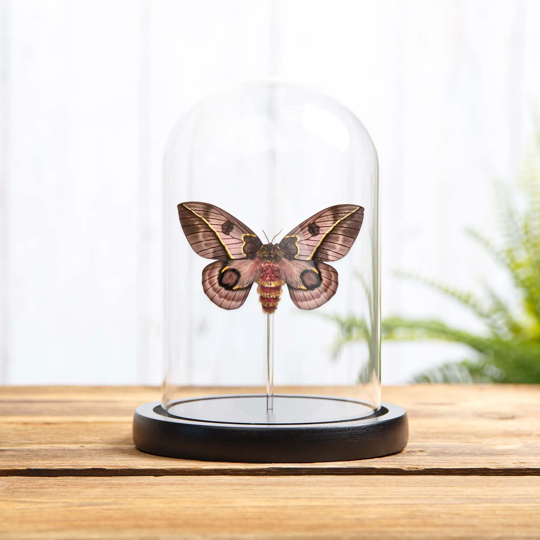 Minibeast Pink Silkmoth In Glass Dome With Wooden Base (Automeris frankae)