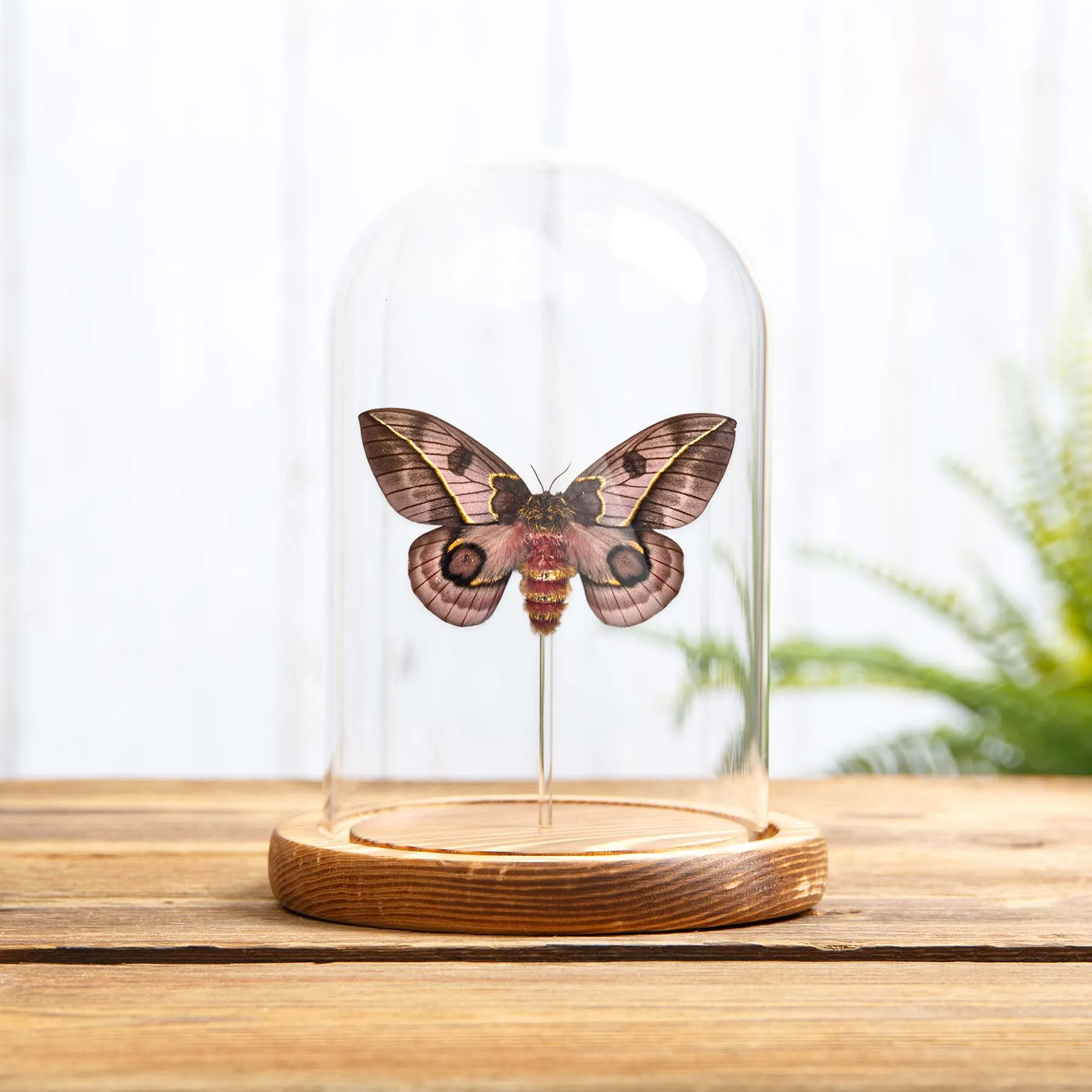 Minibeast Pink Silkmoth In Glass Dome With Wooden Base (Automeris frankae)
