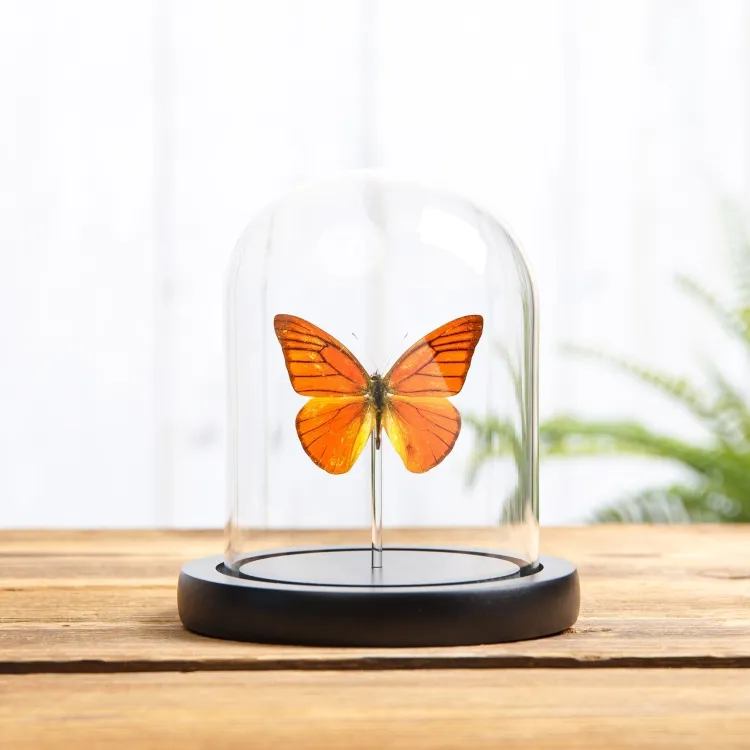 Orange Albatross In Glass Dome With Wooden Base (Appias nero neronis)