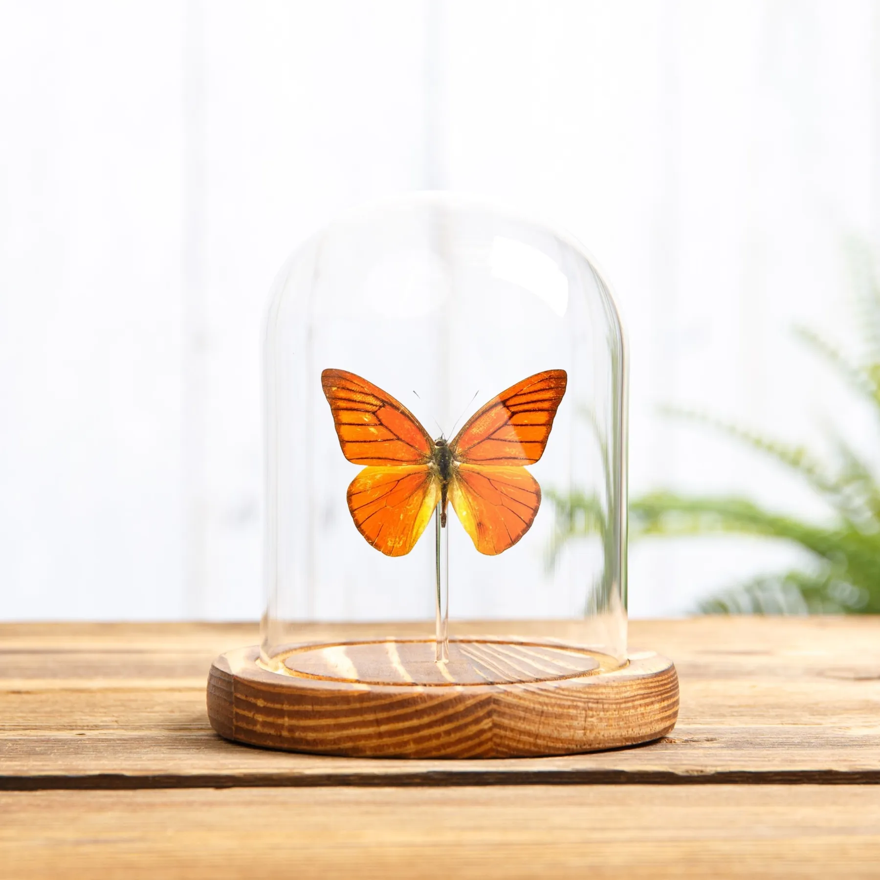 Orange Albatross In Glass Dome With Wooden Base (Appias nero neronis)