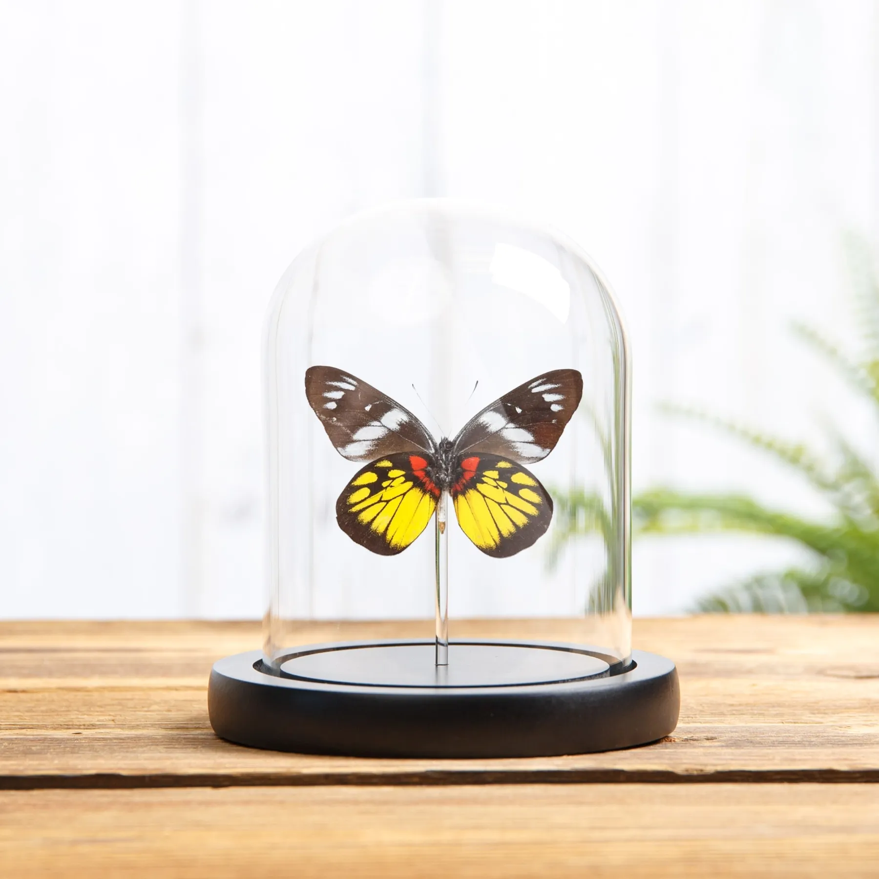 Minibeast Mariposa Jezabel Malaya en campana de vidrio con Base de Madera (Delias henningia)