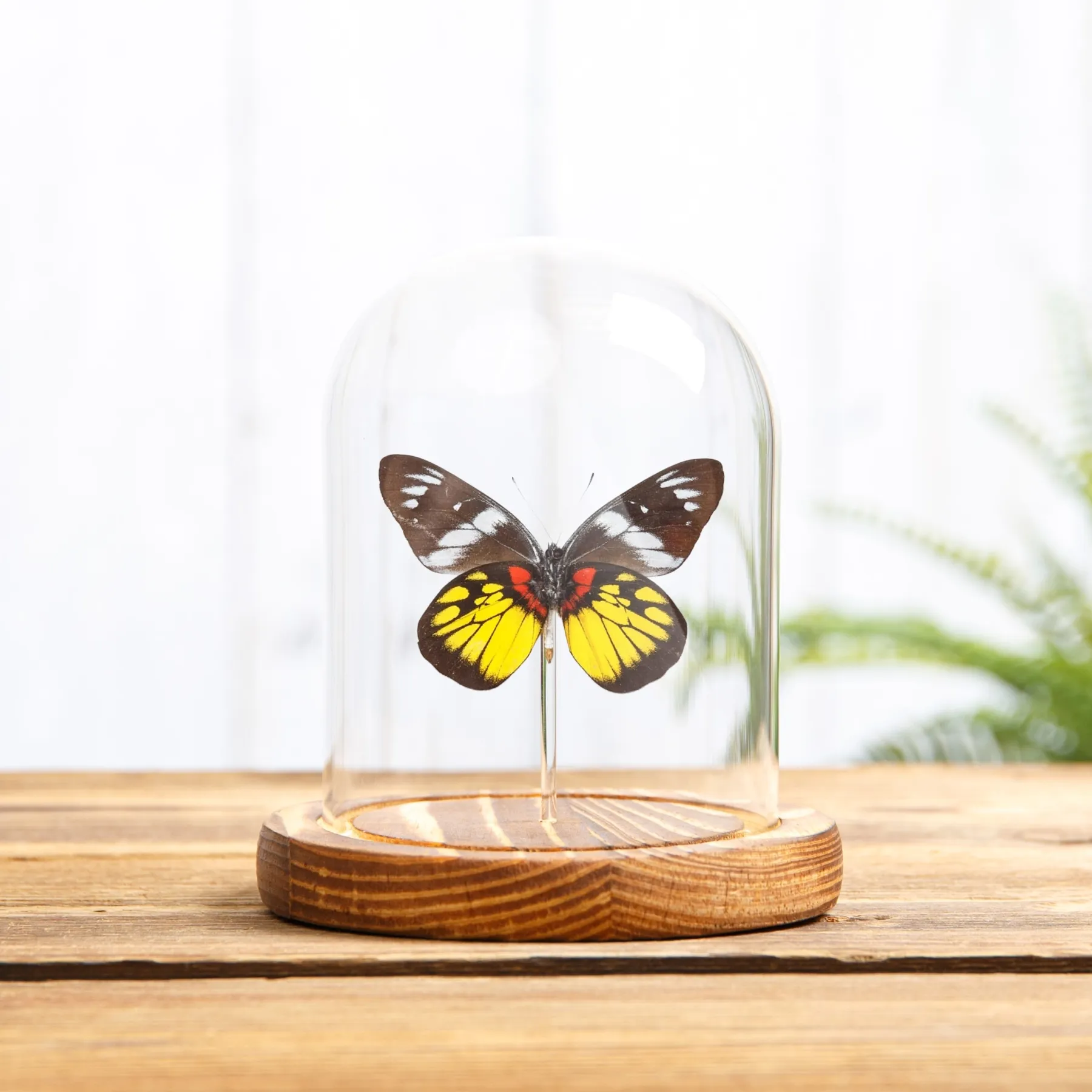 Minibeast Mariposa Jezabel Malaya en campana de vidrio con Base de Madera (Delias henningia)