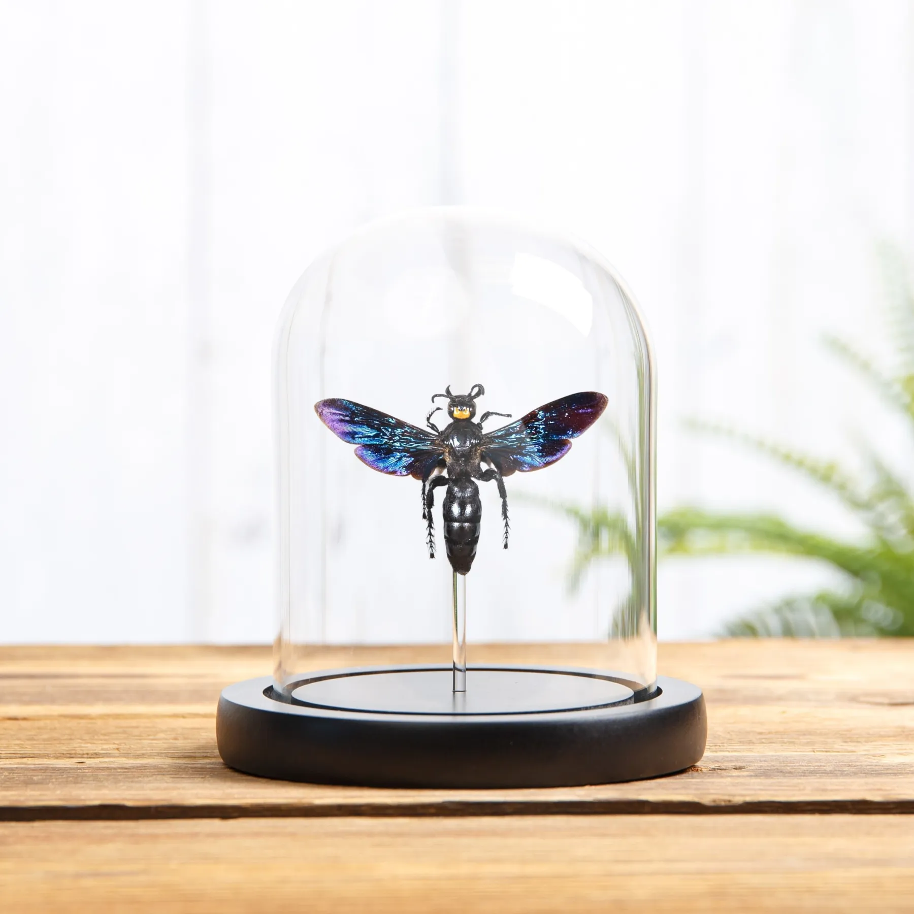 Megascolia velutina ducalis In Glass Dome With Wooden Base From indonesia Minibeast Megascolia velutina ducalis In Glass Dome With Wooden Base From indonesia
