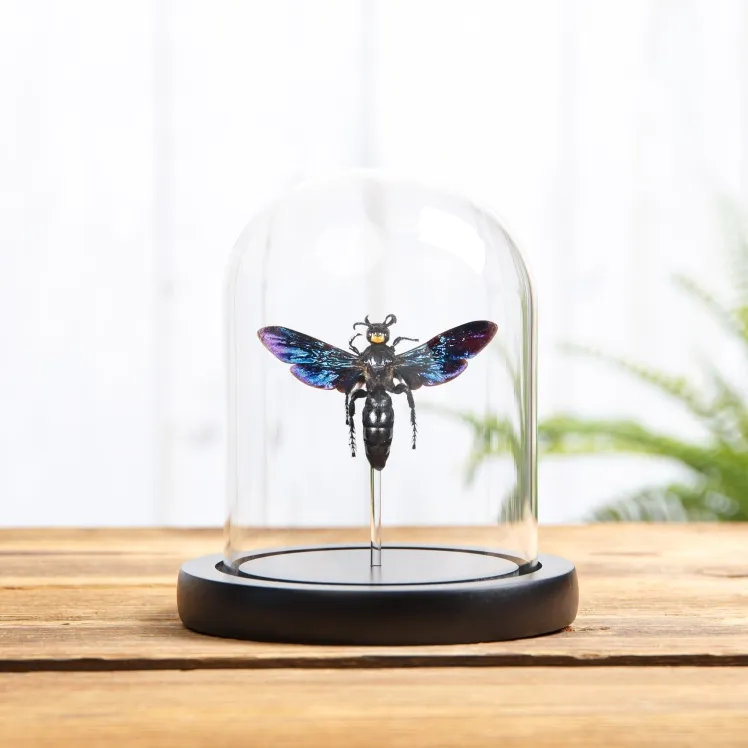 Megascolia velutina ducalis In Glass Dome With Wooden Base From indonesia