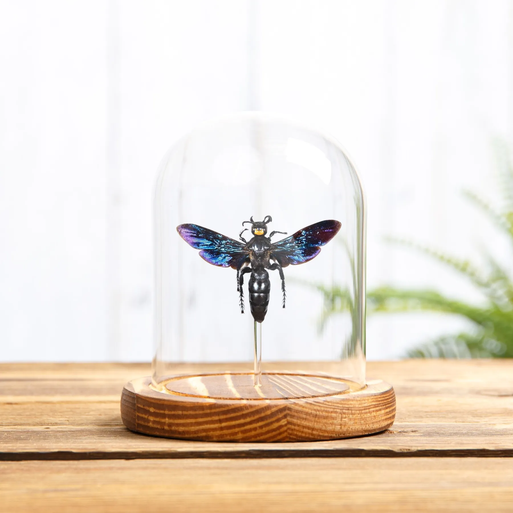 Megascolia velutina ducalis In Glass Dome With Wooden Base From indonesia Minibeast Megascolia velutina ducalis In Glass Dome With Wooden Base From indonesia