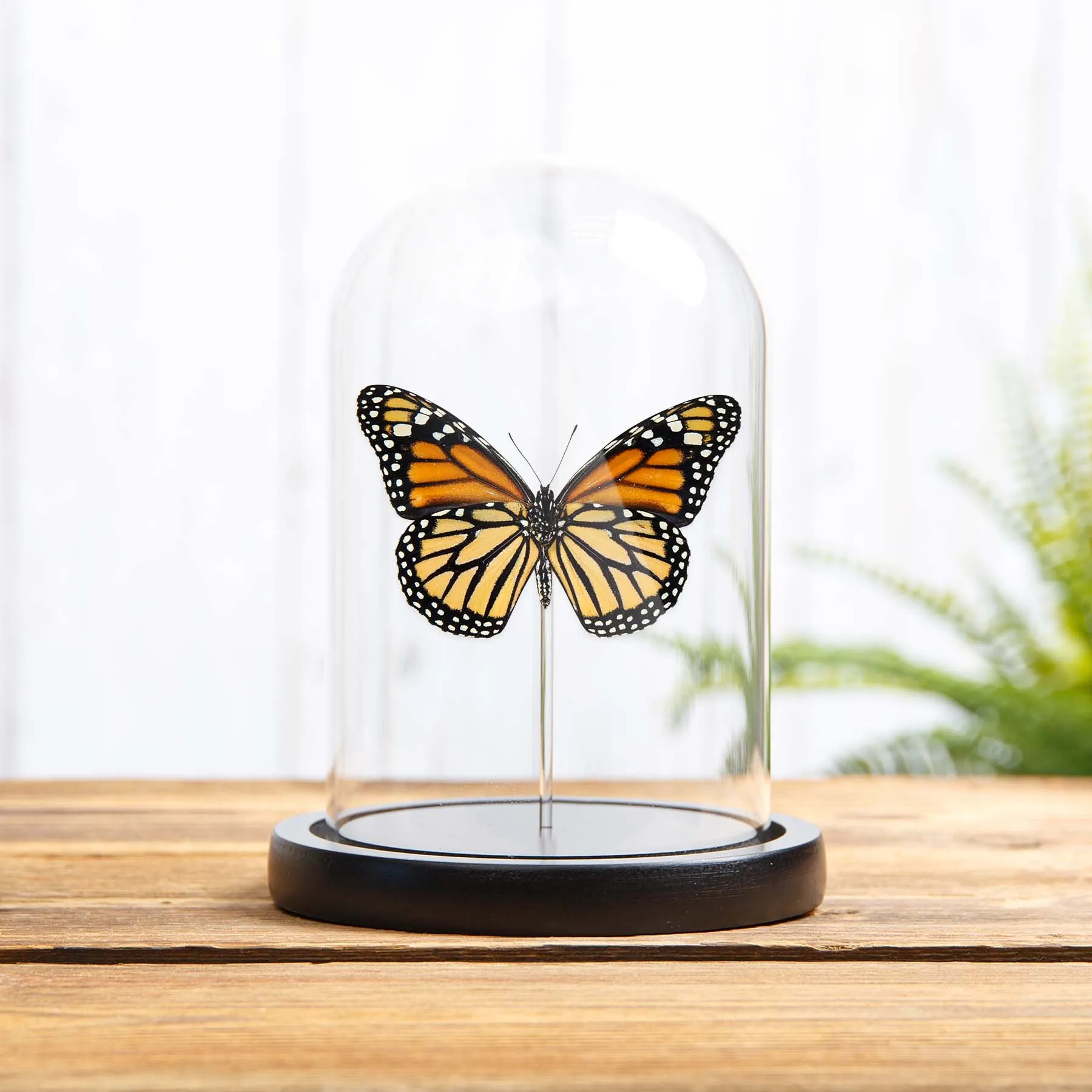 Female Monarch Butterfly Ventral Side In Glass Dome With Wooden Base (Danaus plexippus) Minibeast Female Monarch Butterfly Ventral Side In Glass Dome With Wooden Base (Danaus plexippus)