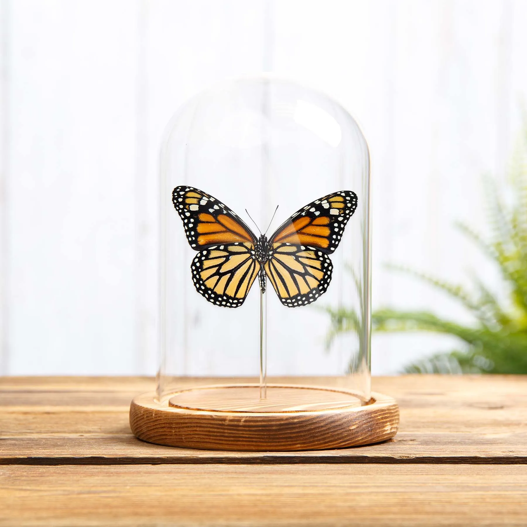 Female Monarch Butterfly Ventral Side In Glass Dome With Wooden Base (Danaus plexippus) Minibeast Female Monarch Butterfly Ventral Side In Glass Dome With Wooden Base (Danaus plexippus)