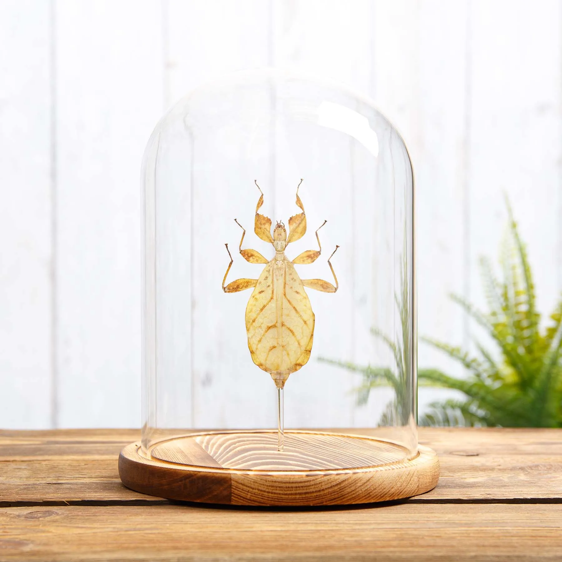 Minibeast Wandelende Blad Insect in Glazen Stolp met Houten Basis (Phyllium letiranti)