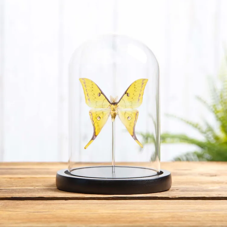 Golden Moon Moth In Glass Dome With Wooden Base (Actias sinensis)