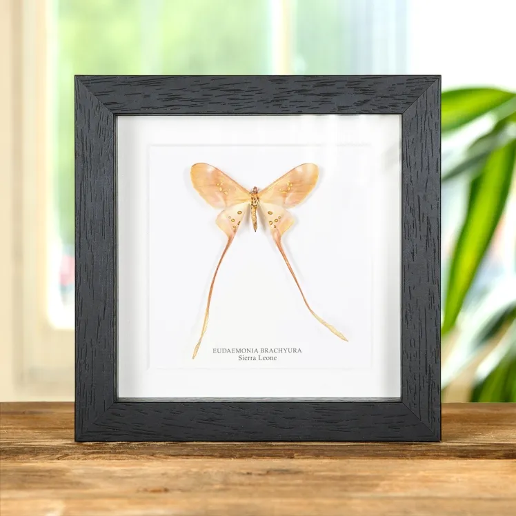 Eudaemonia brachyura In Box Frame From Sierra Leone