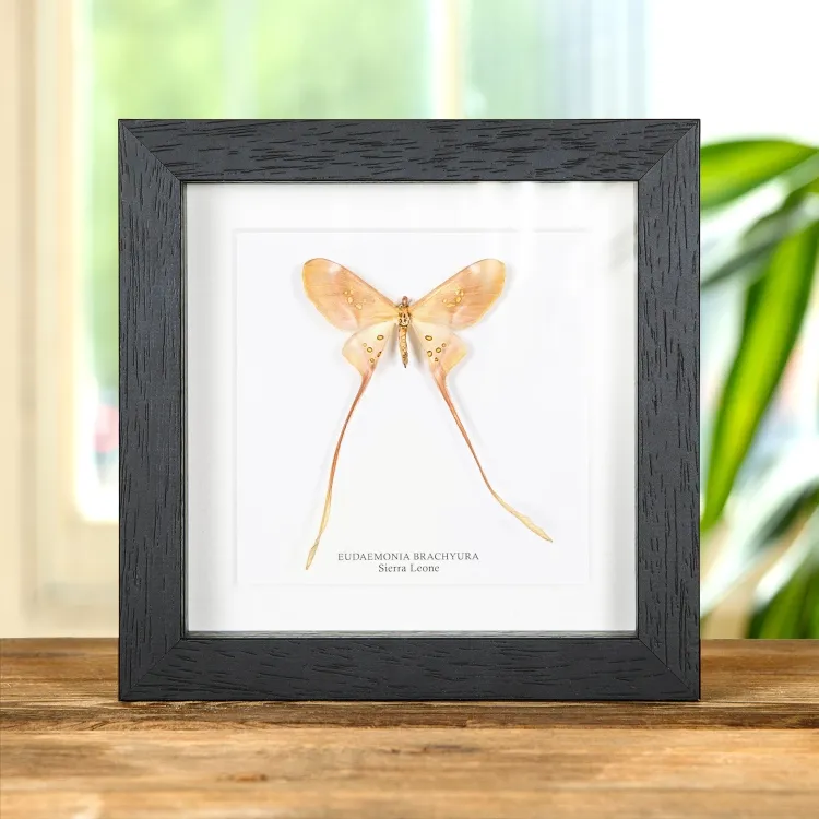 Eudaemonia brachyura In Box Frame From Sierra Leone