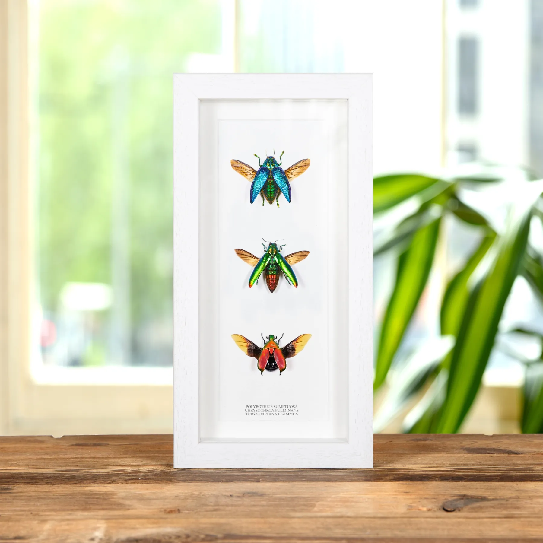 Minibeast Τρίο Σκαθαριών Πολύχρωμο Σκαθάρι σε Κορνίζα (Polybothris sumptuosa, Chrysochroa fulminans και Torynorrhina flammea)