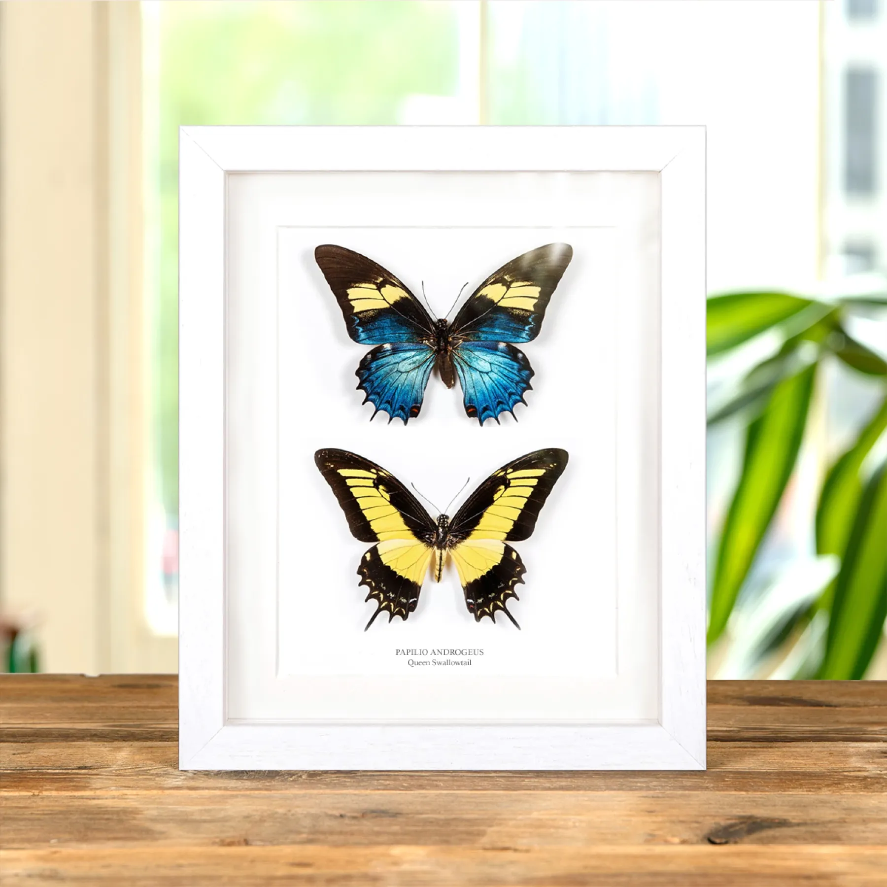 Minibeast Königin-Schwalbenschwanz Männchen & Weibchen Paar im Vitrinenrahmen (Papilio androgeus)