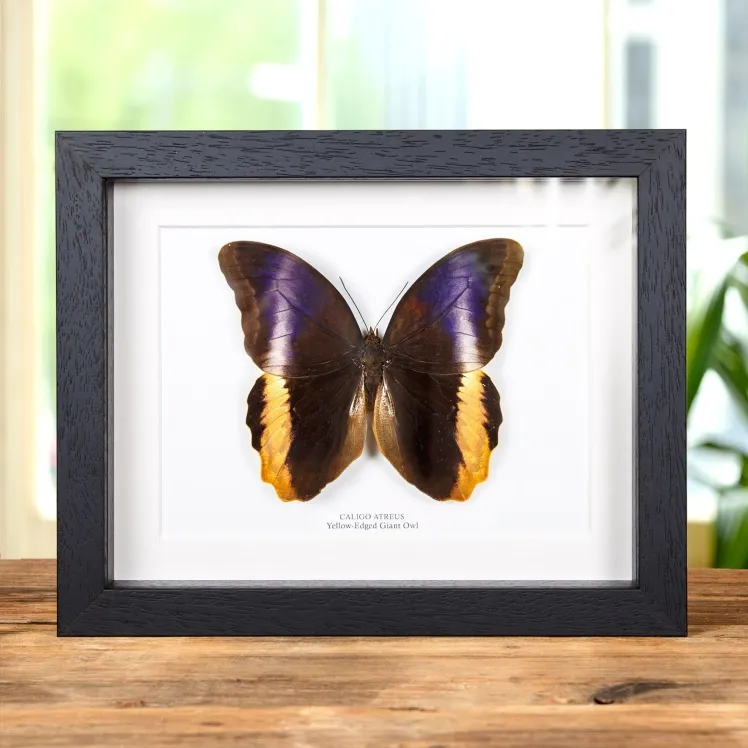 Yellow-Edged Giant Owl Butterfly In Box Frame (Caligo atreus)