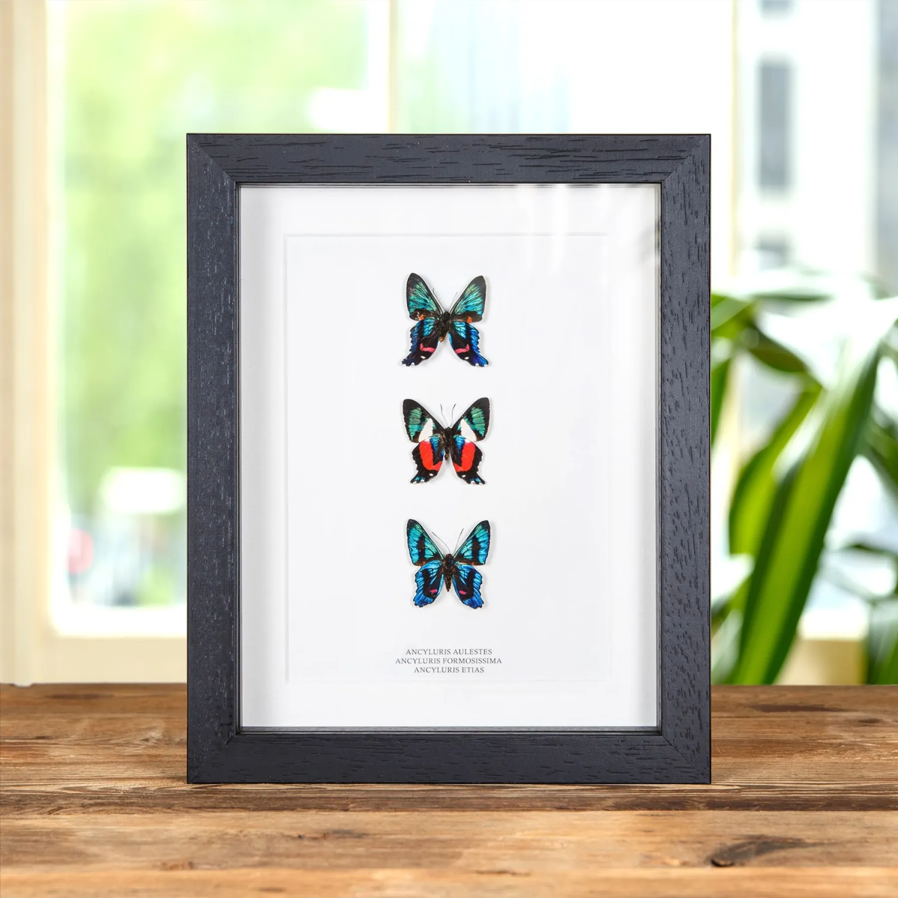 Ancyluris Butterfly Trio In Box Frame (Ancyluris aulestes, formosissima & etias) Minibeast Ancyluris Butterfly Trio In Box Frame (Ancyluris aulestes, formosissima & etias)