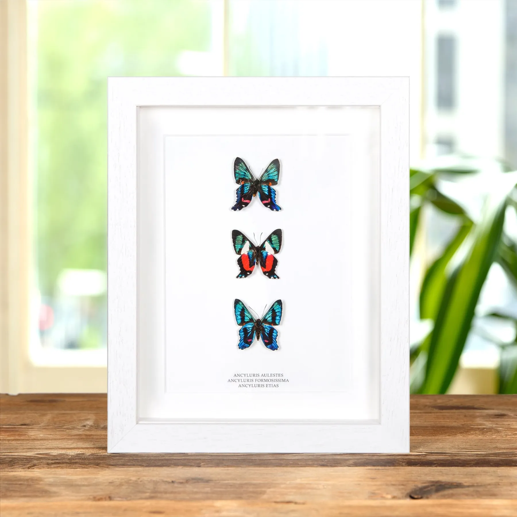 Ancyluris Butterfly Trio In Box Frame (Ancyluris aulestes, formosissima & etias) Minibeast Ancyluris Butterfly Trio In Box Frame (Ancyluris aulestes, formosissima & etias)