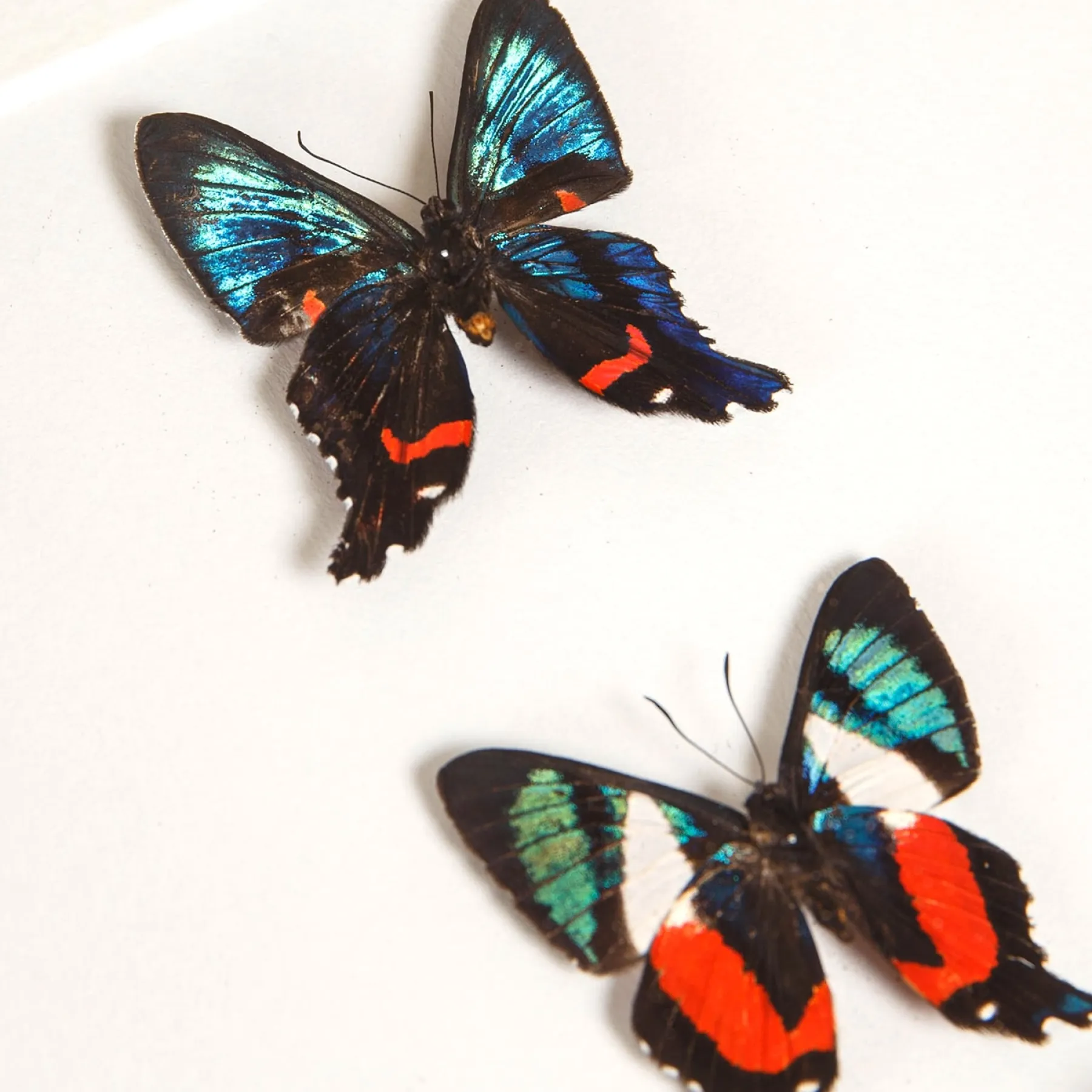 Ancyluris Butterfly Trio In Box Frame (Ancyluris aulestes, formosissima & etias) Minibeast Ancyluris Butterfly Trio In Box Frame (Ancyluris aulestes, formosissima & etias)