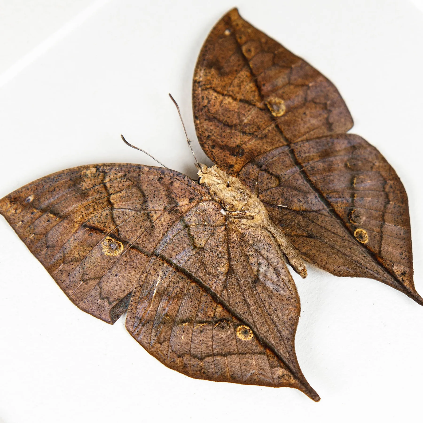 Dead Leaf Butterfly Pair In Box Frame (Kallima inachus)