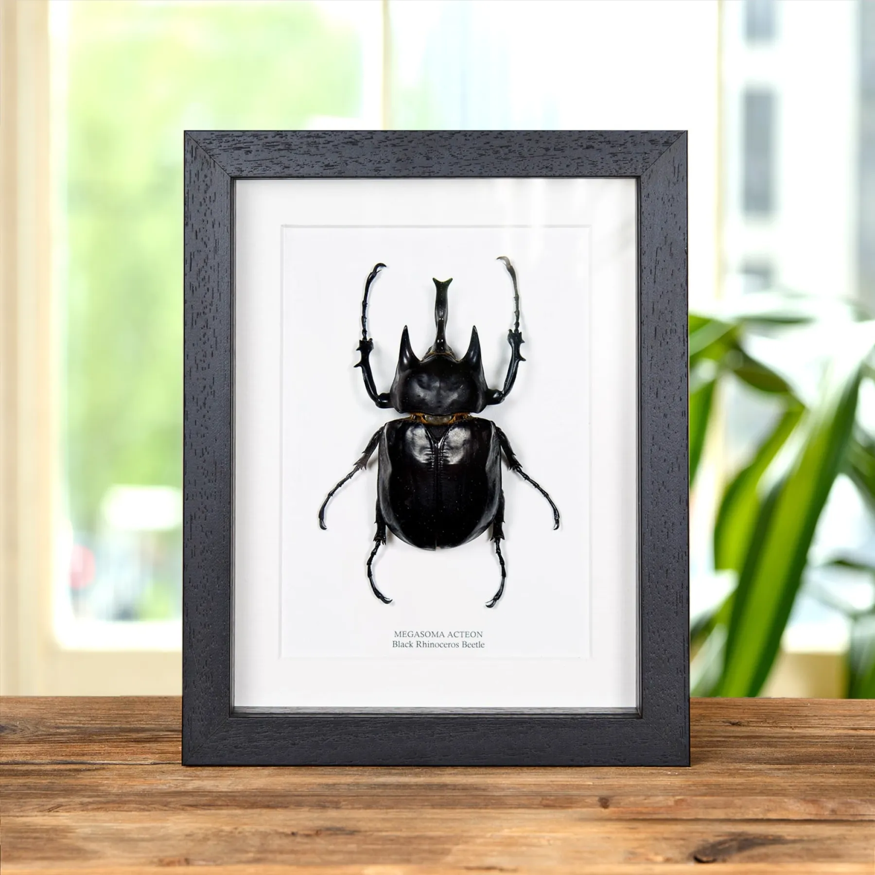 Minibeast Black Rhinoceros Beetle In Box Frame (Megasoma actaeon)