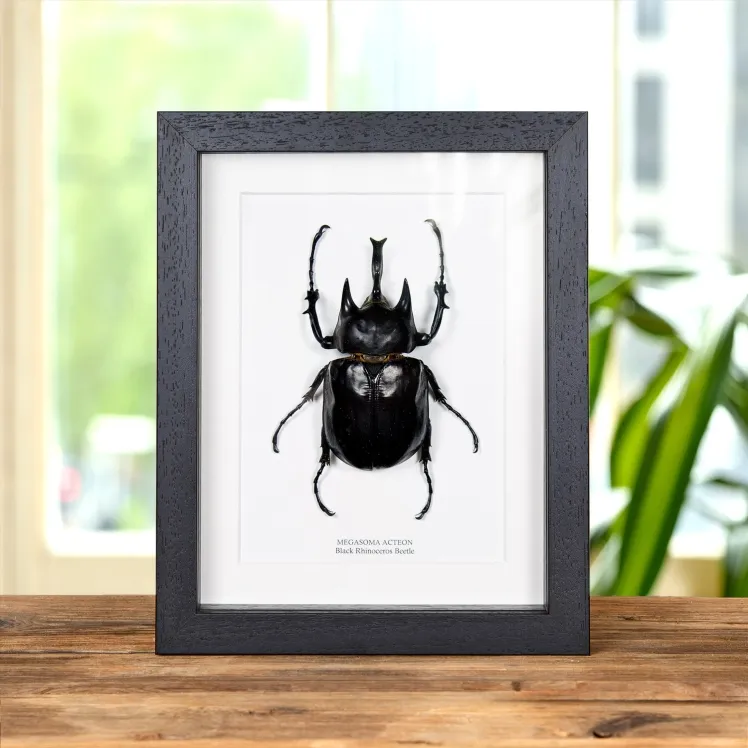 Black Rhinoceros Beetle In Box Frame (Megasoma actaeon)