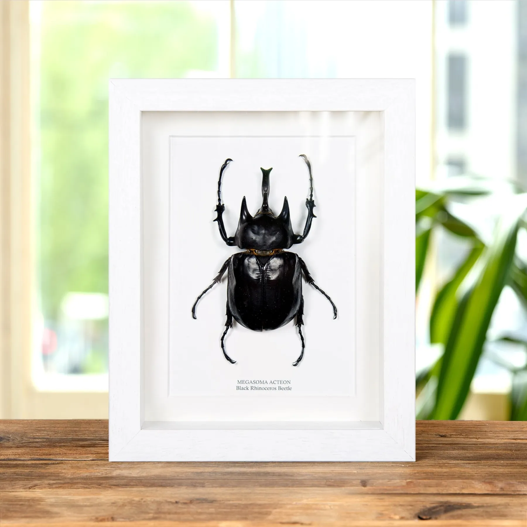 Minibeast Black Rhinoceros Beetle In Box Frame (Megasoma actaeon)