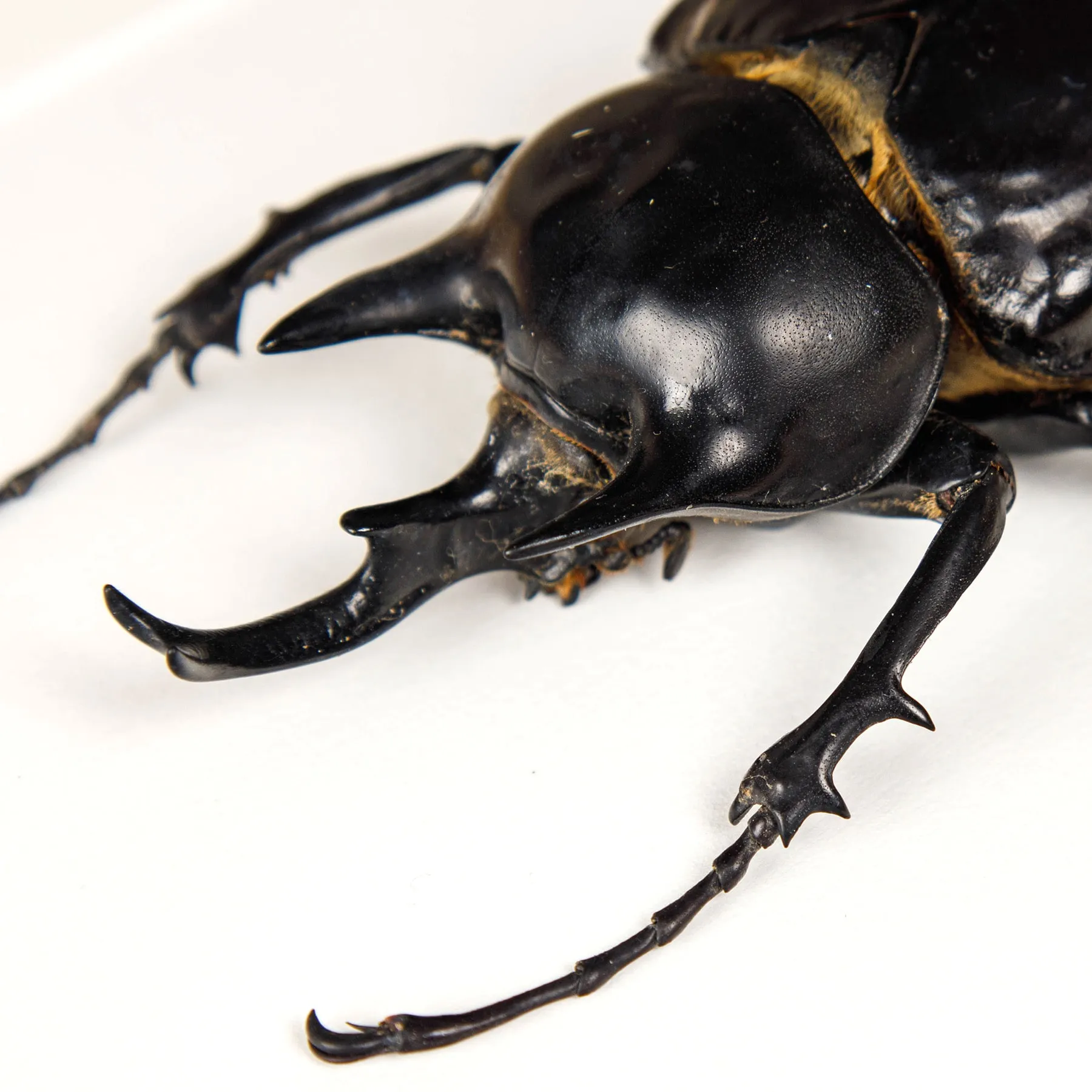Minibeast Black Rhinoceros Beetle In Box Frame (Megasoma actaeon)