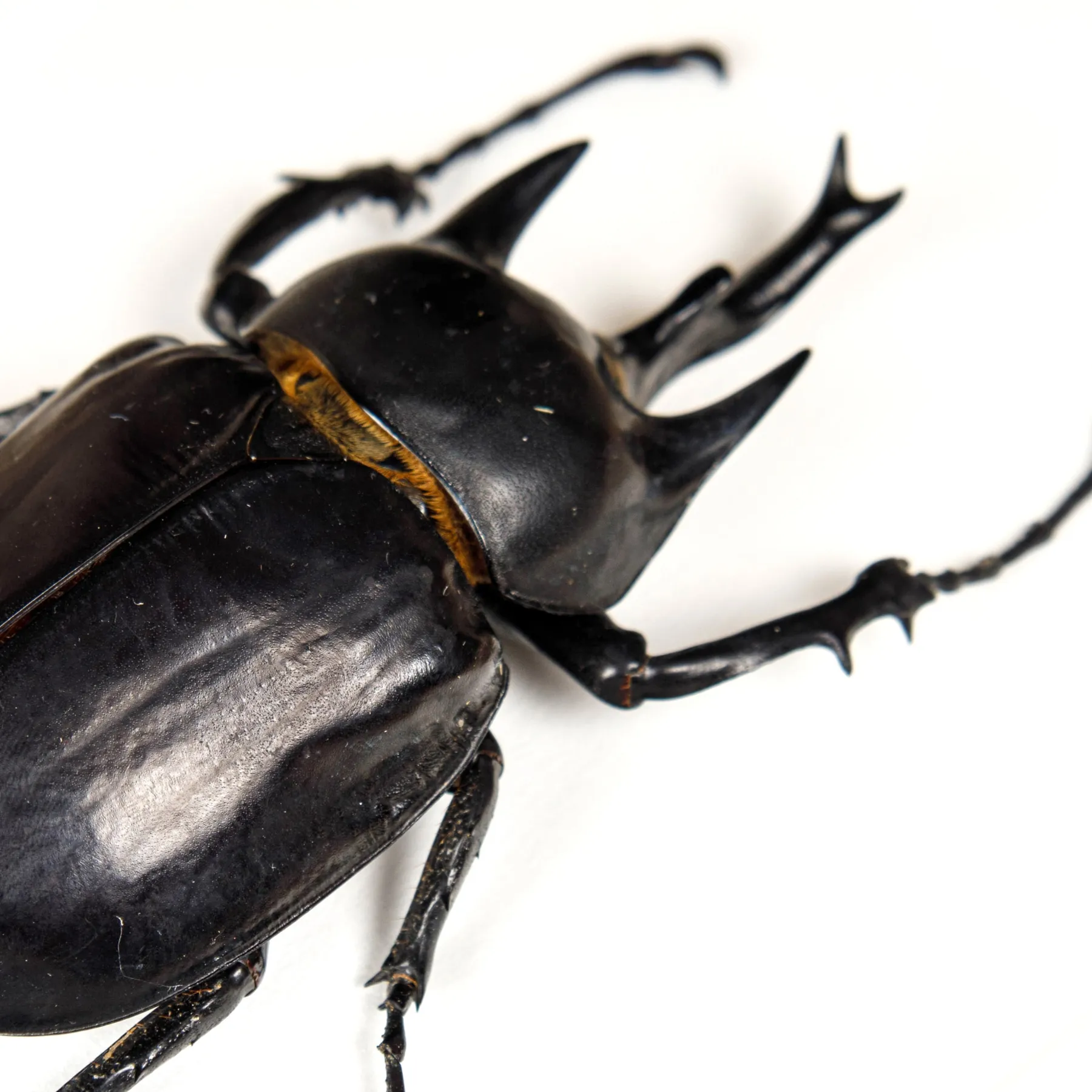 Minibeast Black Rhinoceros Beetle In Box Frame (Megasoma actaeon)