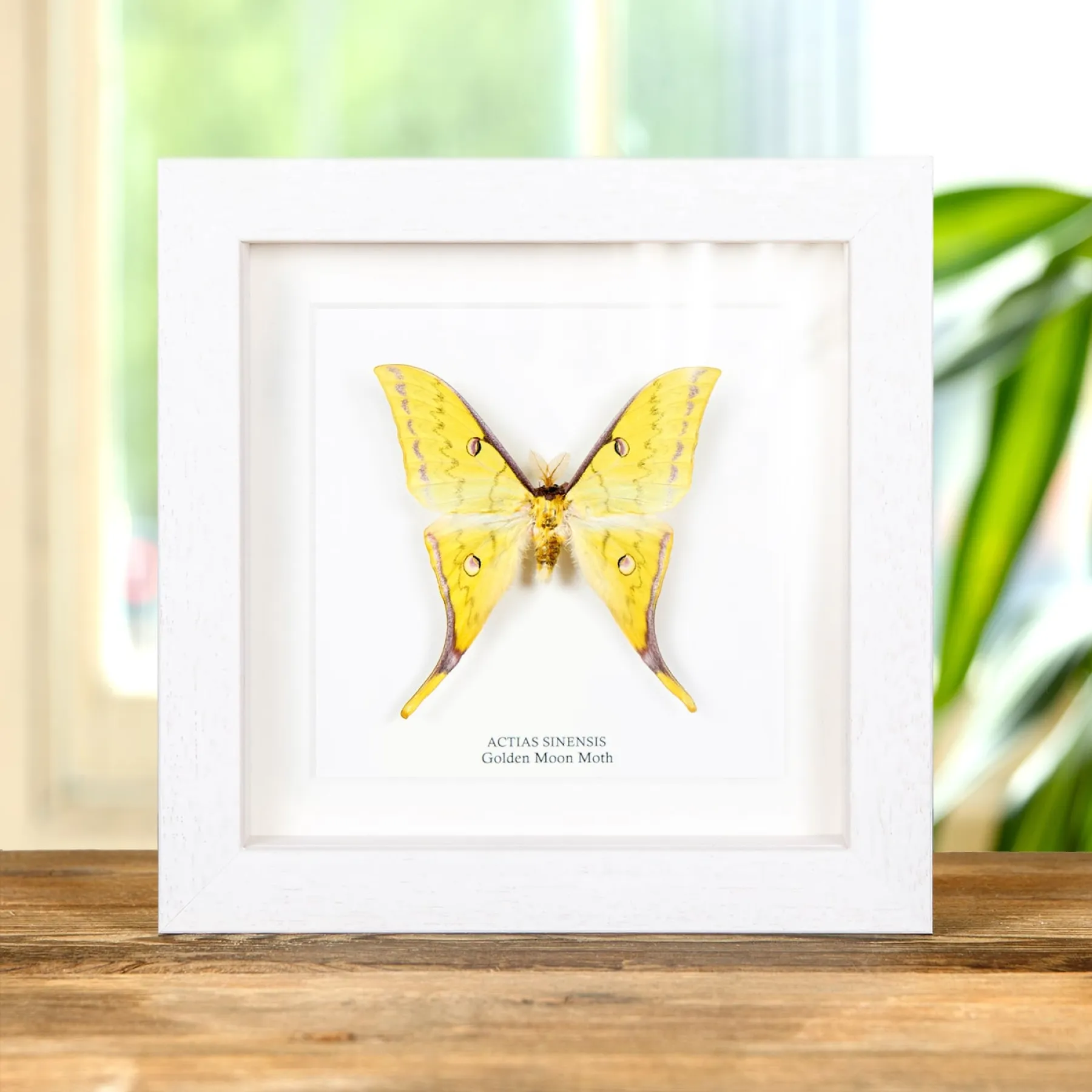 Minibeast Golden Moon Moth In Box Frame (Actias sinensis)