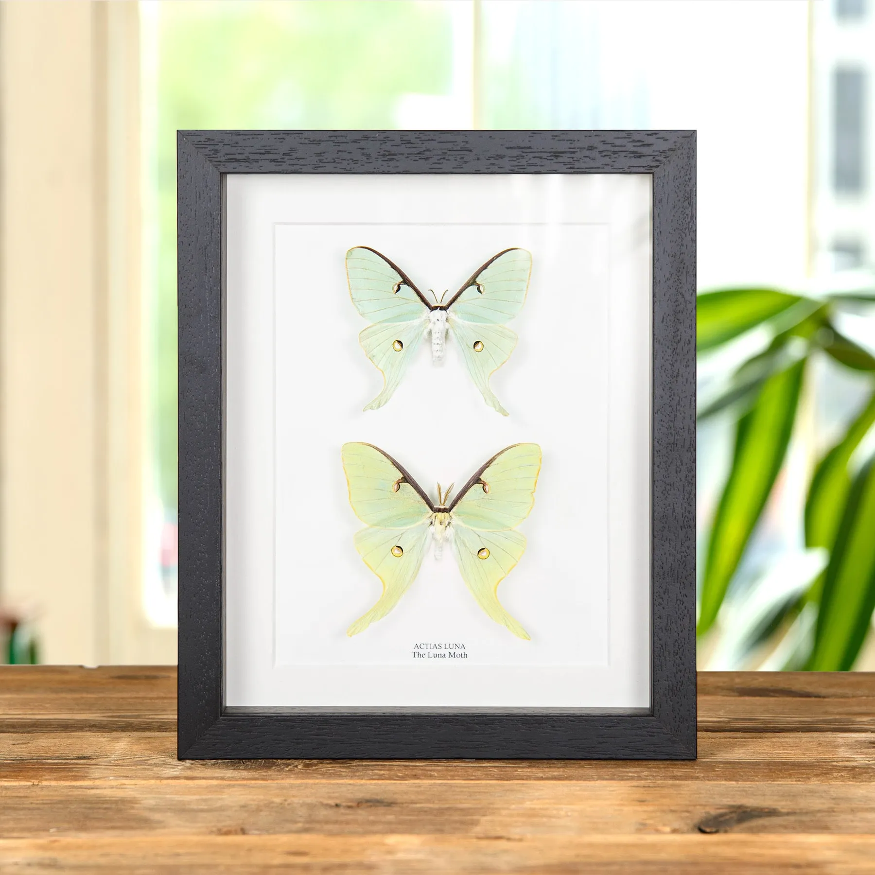 Luna Moth Male & Female Pair In Box Frame (Actias luna) Minibeast Luna Moth Male & Female Pair In Box Frame (Actias luna)