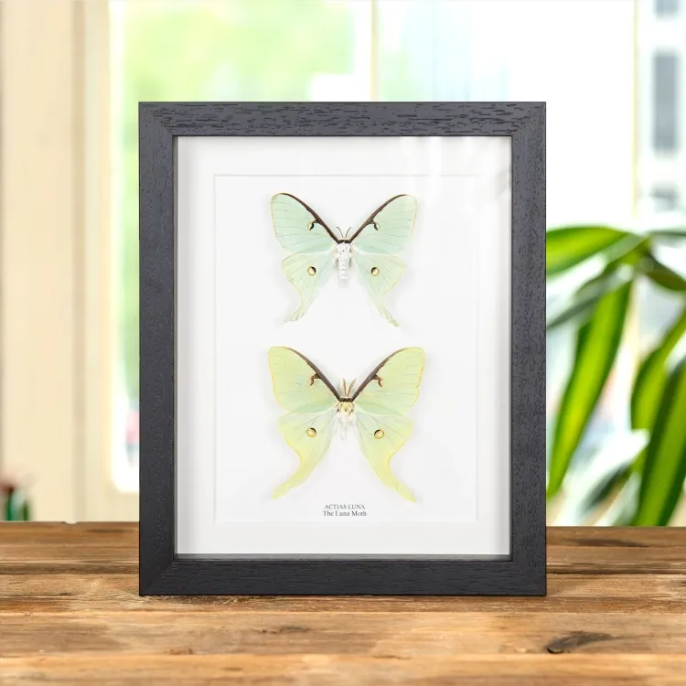 <strong>Luna Moth Male & Female Pair In Box Frame (Actias luna)</strong><br>Price: $169.99<br>Frame size: 8 x 10 Luna Moth Male & Female Pair In Box Frame (Actias luna)