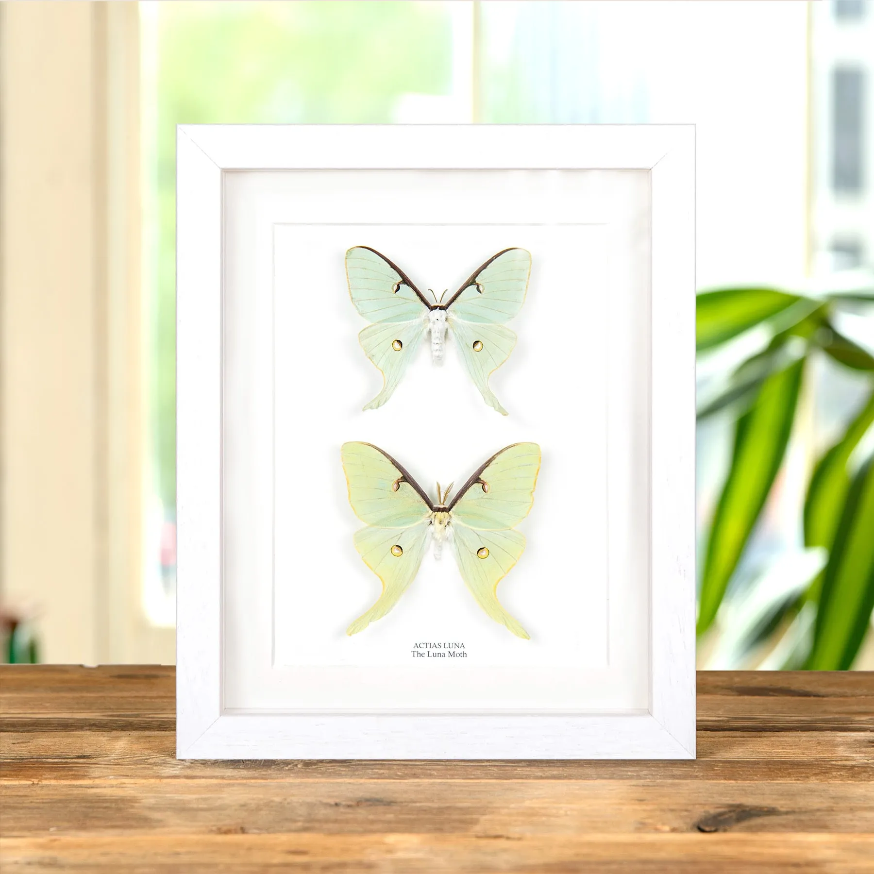 Luna Moth Male & Female Pair In Box Frame (Actias luna) Minibeast Luna Moth Male & Female Pair In Box Frame (Actias luna)
