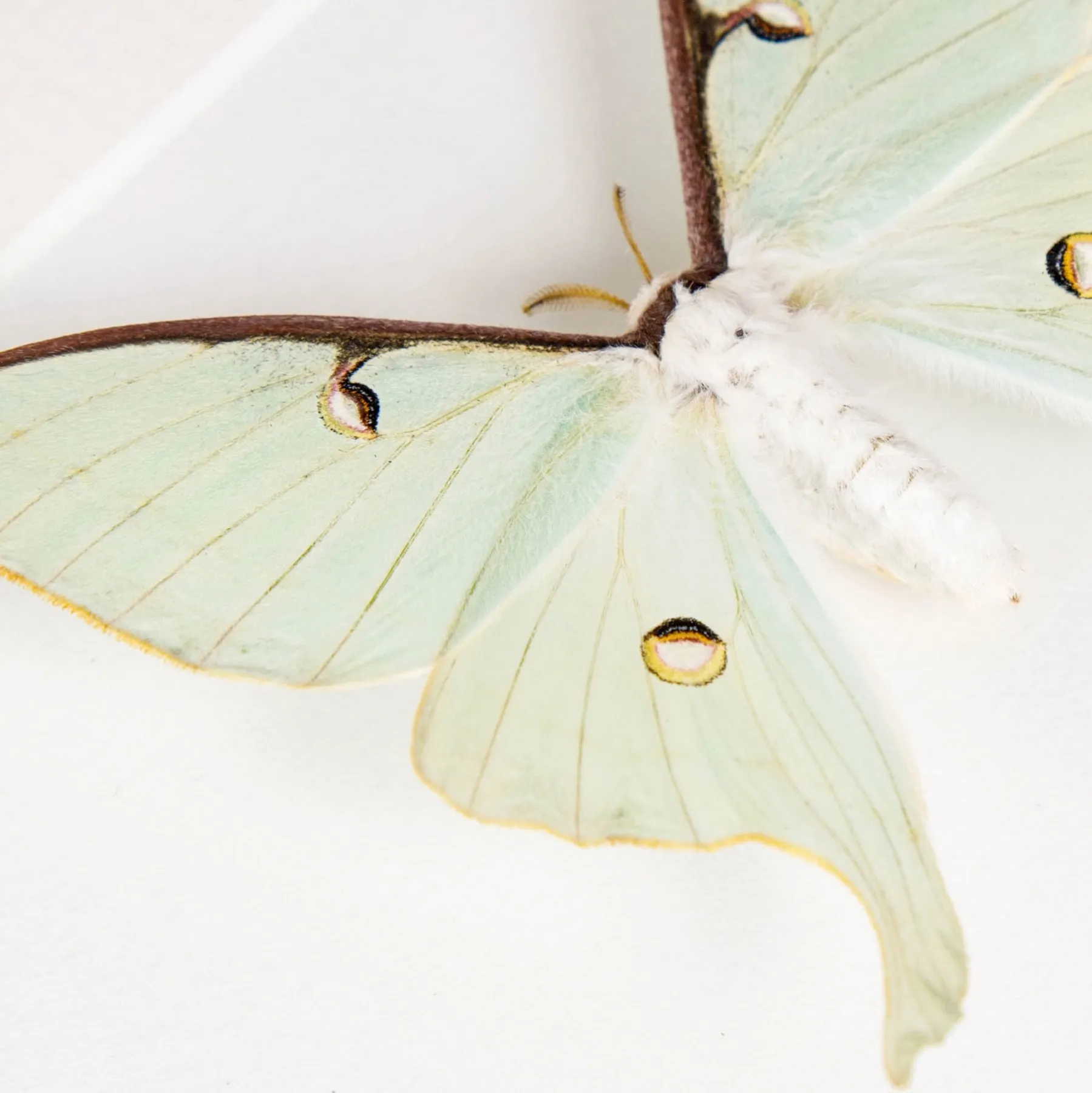Luna Moth Male & Female Pair In Box Frame (Actias luna) Minibeast Luna Moth Male & Female Pair In Box Frame (Actias luna)