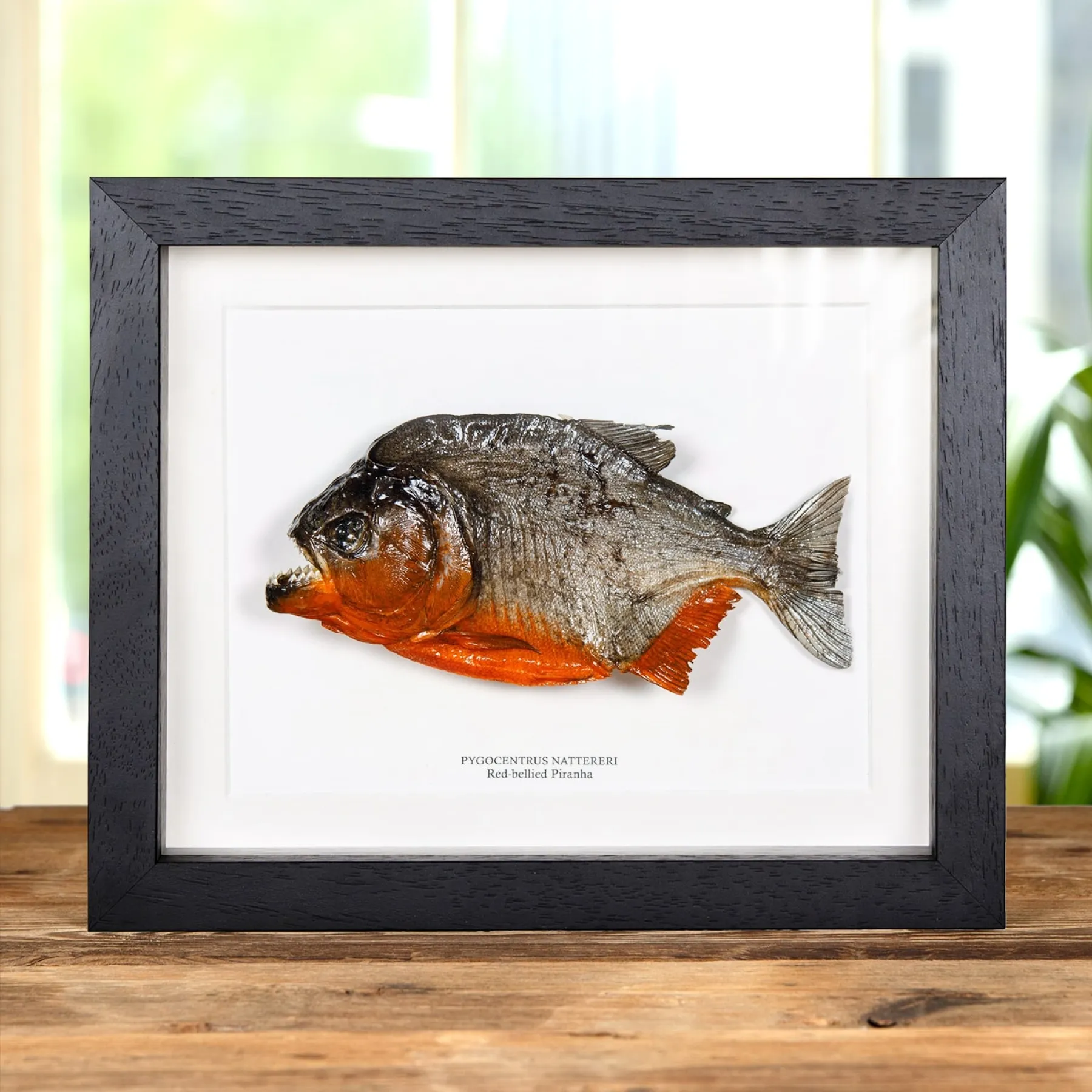 Minibeast XL Rotbauch-Piranha im Rahmen (Pygocentrus nattereri)