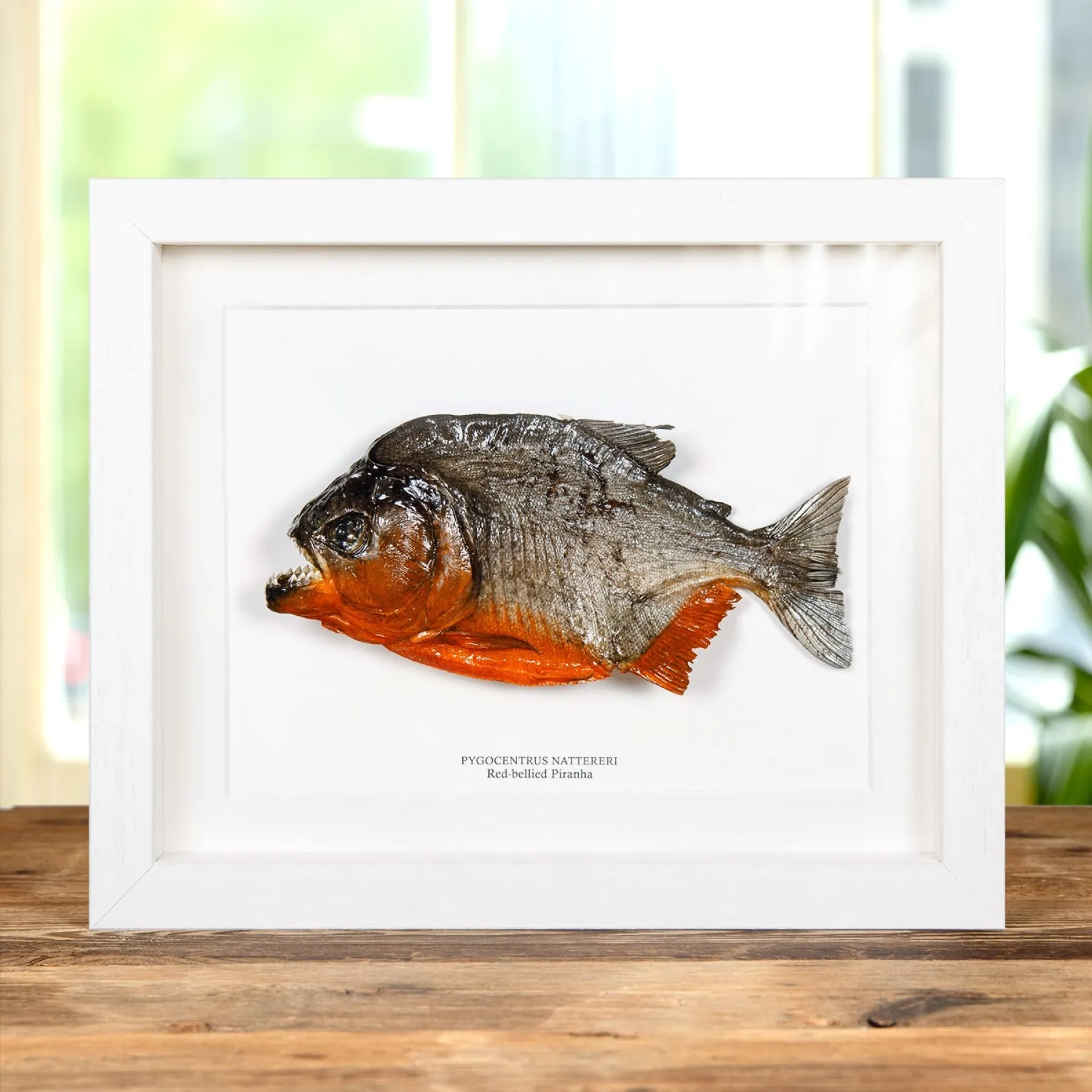 Minibeast XL Rotbauch-Piranha im Rahmen (Pygocentrus nattereri)