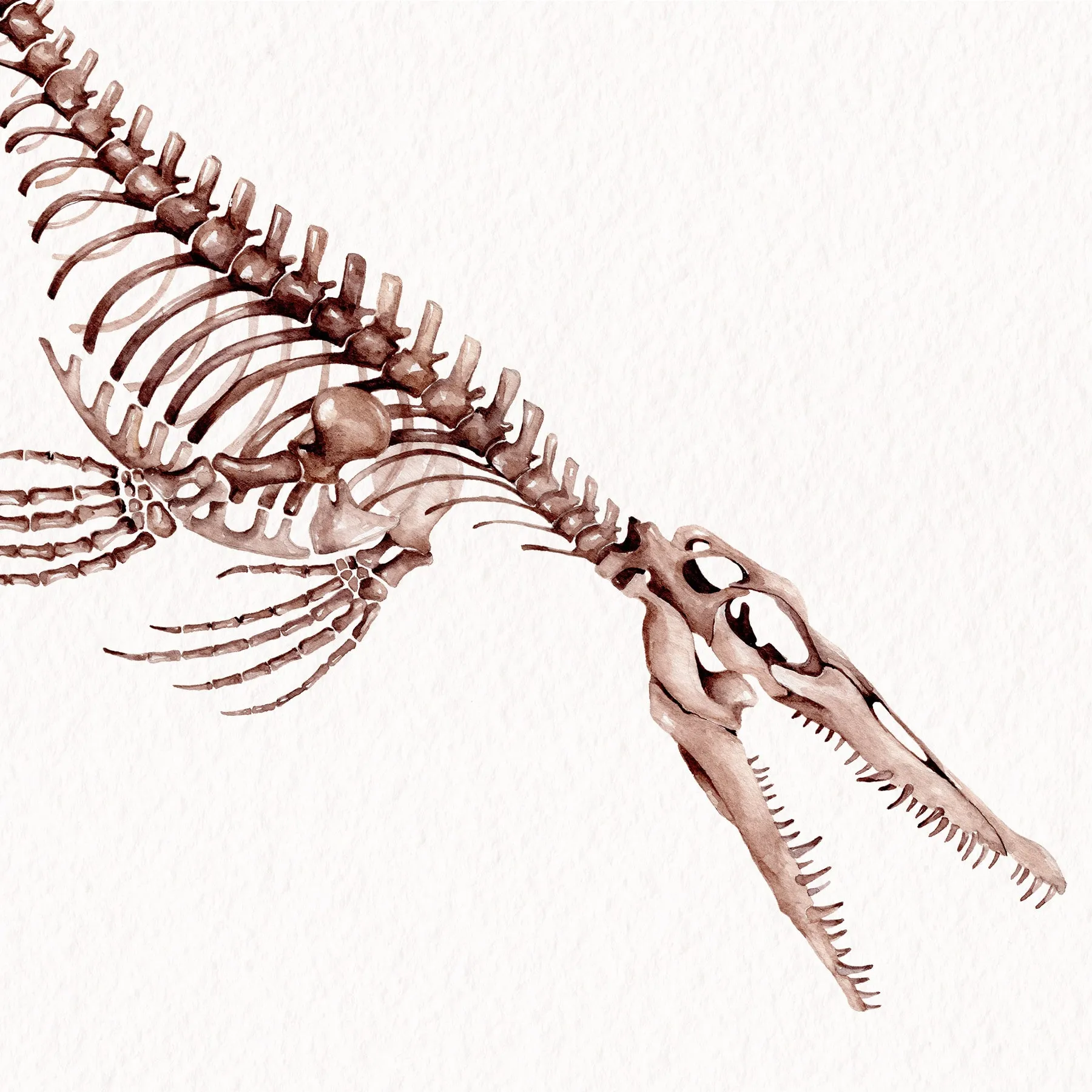 Large Mosasaur Dinosaur Tooth Fossil & Illustration (Mosasauridae sp) Minibeast Large Mosasaur Dinosaur Tooth Fossil & Illustration (Mosasauridae sp)